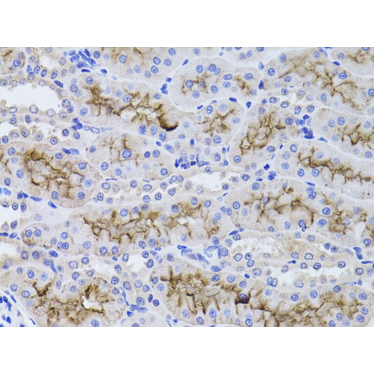 Immunohistochemistry - Anti-GGT1/GGT Antibody (A13648) - Antibodies.com
