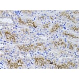 Immunohistochemistry - Anti-GGT1/GGT Antibody (A13648) - Antibodies.com