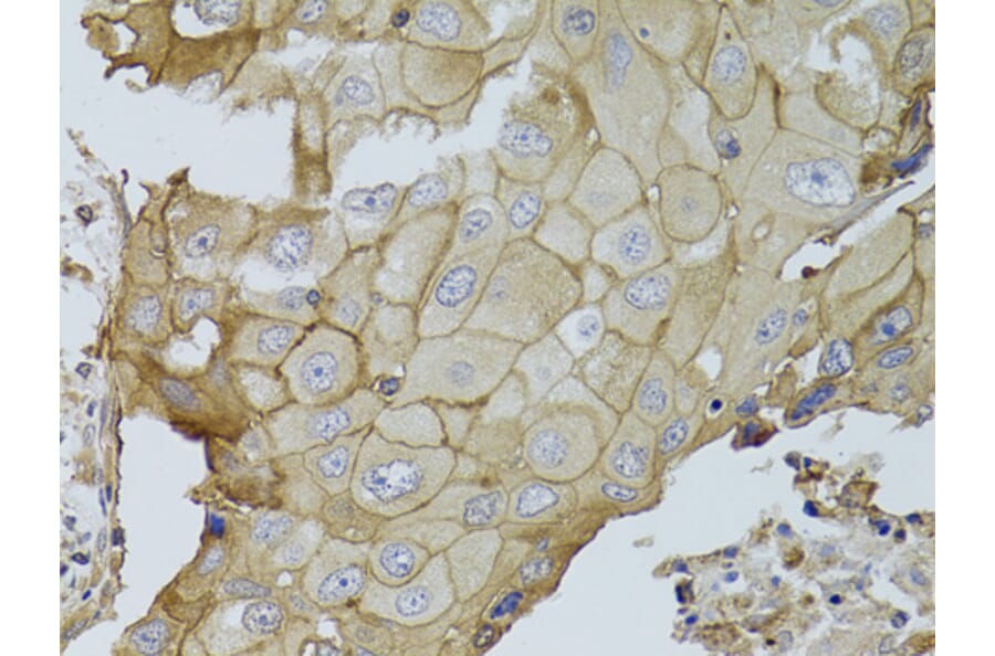 Immunohistochemistry - Anti-GGT1/GGT Antibody (A13648) - Antibodies.com