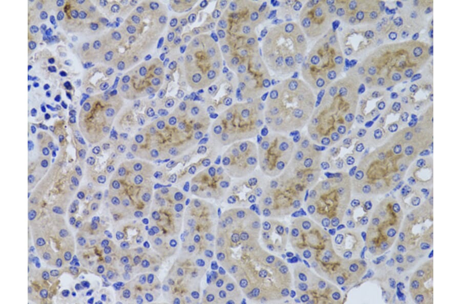 Immunohistochemistry - Anti-GGT1/GGT Antibody (A13648) - Antibodies.com