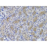 Immunohistochemistry - Anti-GGT1/GGT Antibody (A13648) - Antibodies.com