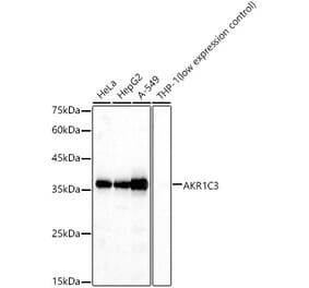 Western Blot - Anti-AKR1C3 Antibody (A13650) - Antibodies.com