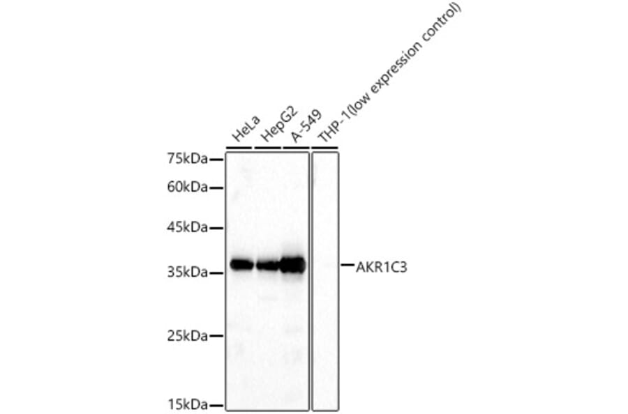 Western Blot - Anti-AKR1C3 Antibody (A13650) - Antibodies.com