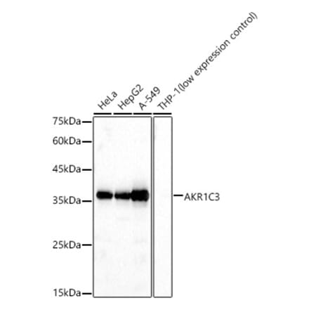 Western Blot - Anti-AKR1C3 Antibody (A13650) - Antibodies.com