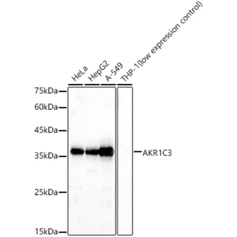 Western Blot - Anti-AKR1C3 Antibody (A13650) - Antibodies.com