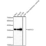 Western Blot - Anti-AKR1C3 Antibody (A13650) - Antibodies.com