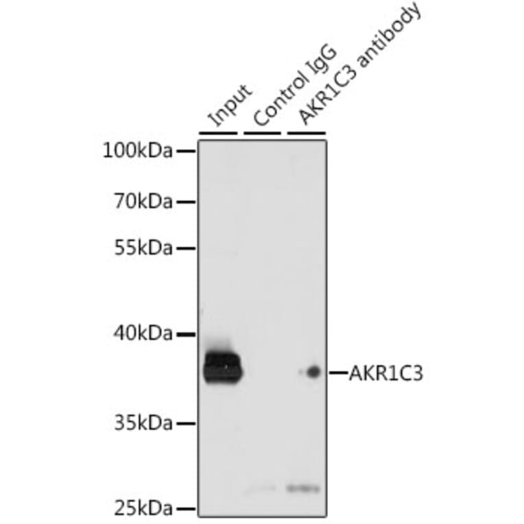 Western Blot - Anti-AKR1C3 Antibody (A13650) - Antibodies.com