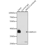 Western Blot - Anti-AKR1C3 Antibody (A13650) - Antibodies.com