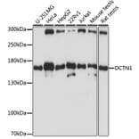 Western Blot - Anti-DCTN1/p150-glued Antibody (A13652) - Antibodies.com