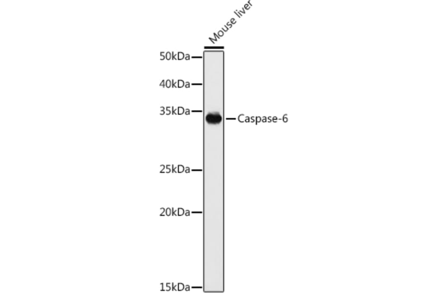 Western Blot - Anti-Caspase-6/CASP-6 Antibody (A13653) - Antibodies.com