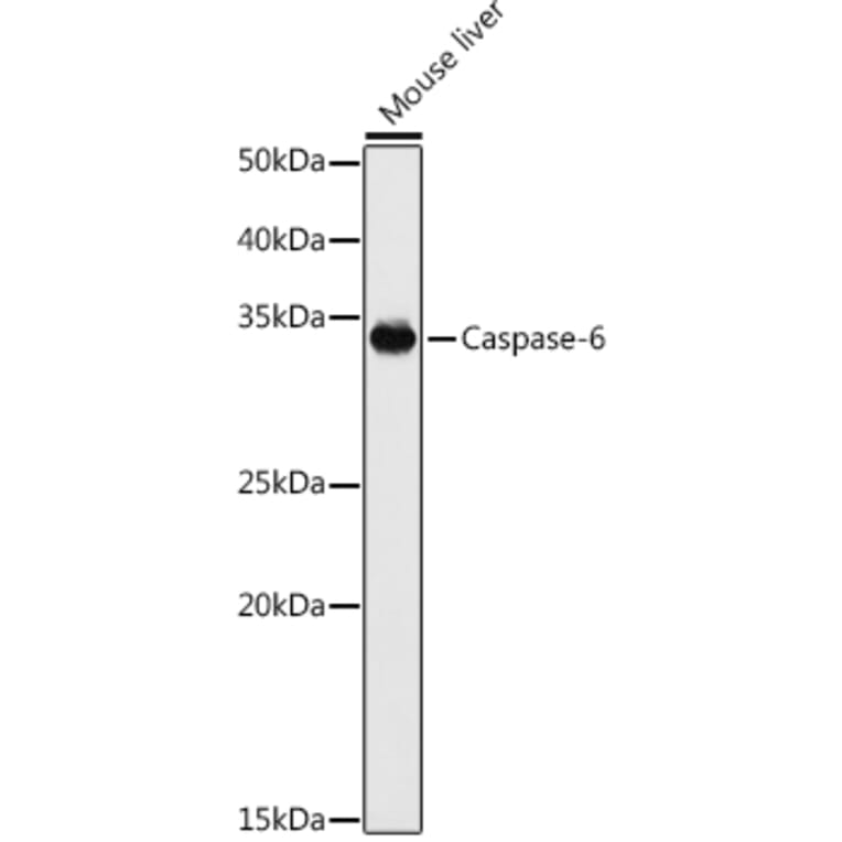 Western Blot - Anti-Caspase-6/CASP-6 Antibody (A13653) - Antibodies.com