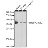 Western Blot - Anti-RPB3 Antibody (A13654) - Antibodies.com