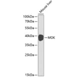 Western Blot - Anti-MOK protein kinase Antibody (A13655) - Antibodies.com