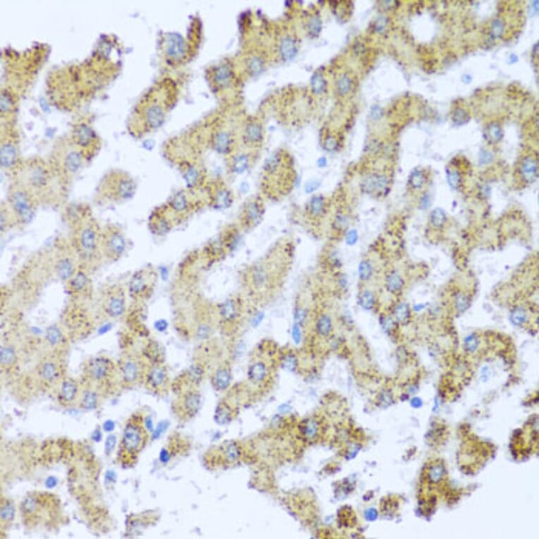 Immunohistochemistry - Anti-MOK protein kinase Antibody (A13655) - Antibodies.com
