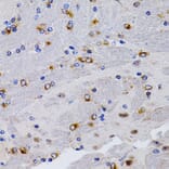 Immunohistochemistry - Anti-Estrogen Inducible Protein pS2 Antibody (A13656) - Antibodies.com