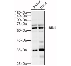 Western Blot - Anti-BIN1 Antibody (A13658) - Antibodies.com