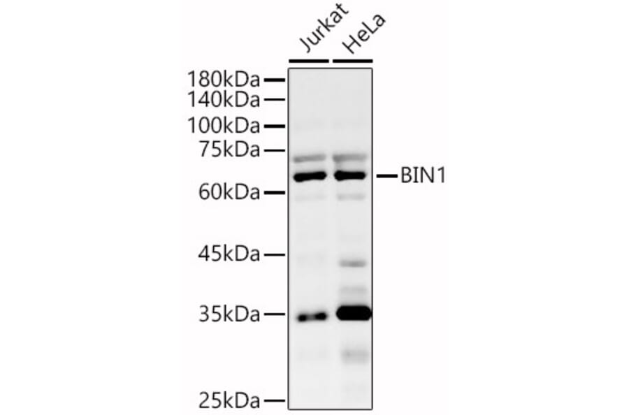 Western Blot - Anti-BIN1 Antibody (A13658) - Antibodies.com