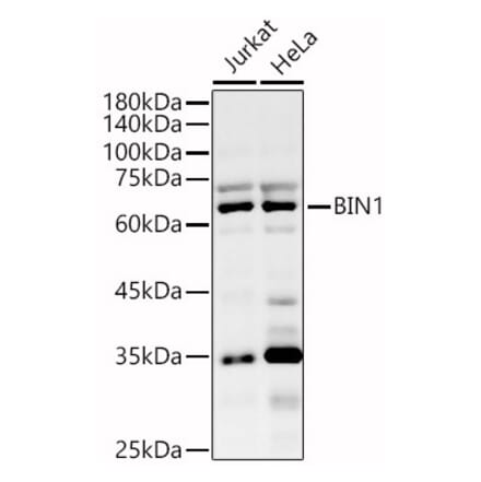 Western Blot - Anti-BIN1 Antibody (A13658) - Antibodies.com