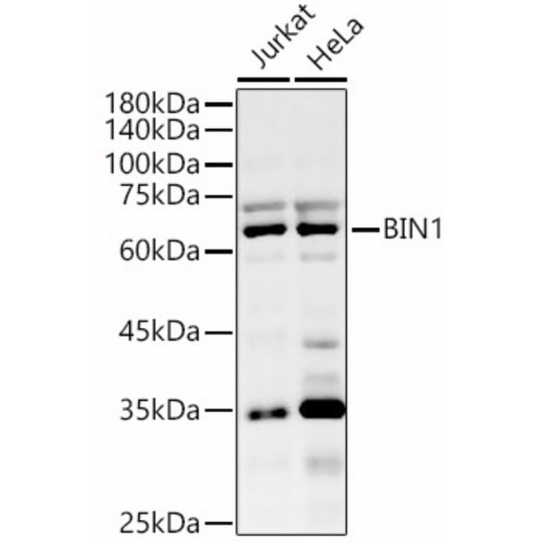Western Blot - Anti-BIN1 Antibody (A13658) - Antibodies.com