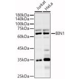 Western Blot - Anti-BIN1 Antibody (A13658) - Antibodies.com