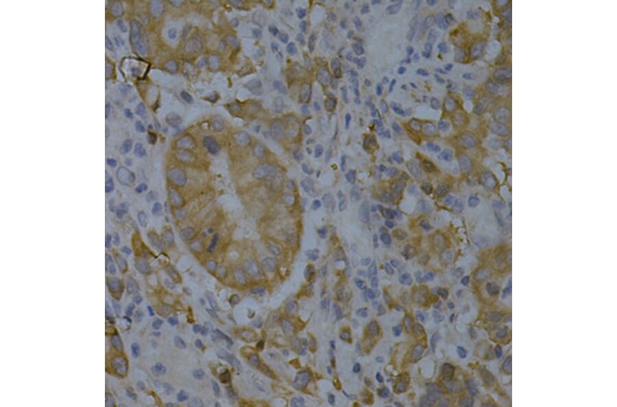 Immunohistochemistry - Anti-BIN1 Antibody (A13658) - Antibodies.com