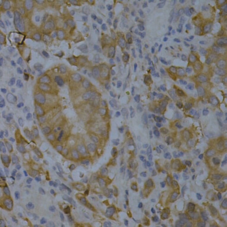 Immunohistochemistry - Anti-BIN1 Antibody (A13658) - Antibodies.com