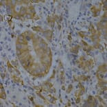Immunohistochemistry - Anti-BIN1 Antibody (A13658) - Antibodies.com