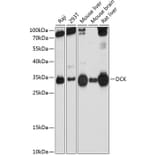 Western Blot - Anti-DCK Antibody (A13659) - Antibodies.com