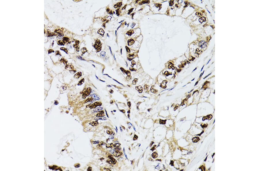 Immunohistochemistry - Anti-DCK Antibody (A13659) - Antibodies.com