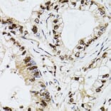 Immunohistochemistry - Anti-DCK Antibody (A13659) - Antibodies.com