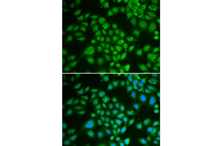 Immunofluorescence - Anti-DCK Antibody (A13659) - Antibodies.com