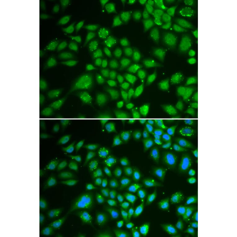 Immunofluorescence - Anti-DCK Antibody (A13659) - Antibodies.com