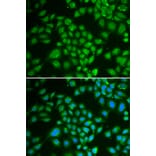 Immunofluorescence - Anti-DCK Antibody (A13659) - Antibodies.com