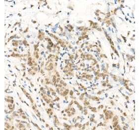 Immunohistochemistry - Anti-RGS2 Antibody (A13660) - Antibodies.com