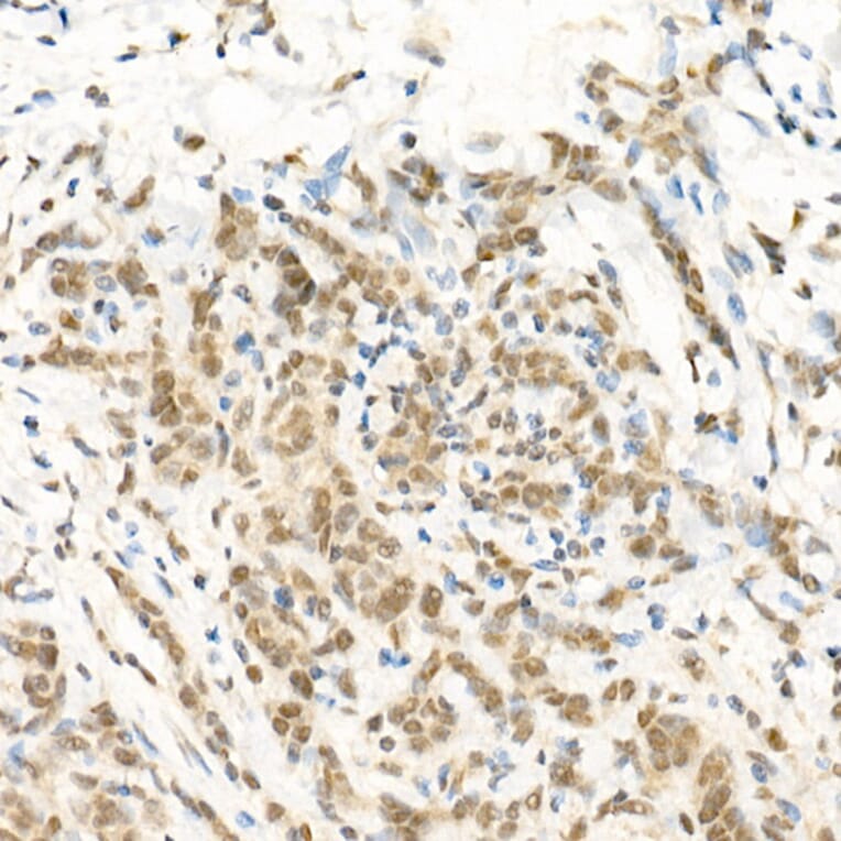 Immunohistochemistry - Anti-RGS2 Antibody (A13660) - Antibodies.com