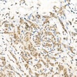 Immunohistochemistry - Anti-RGS2 Antibody (A13660) - Antibodies.com