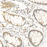 Immunohistochemistry - Anti-RGS2 Antibody (A13660) - Antibodies.com