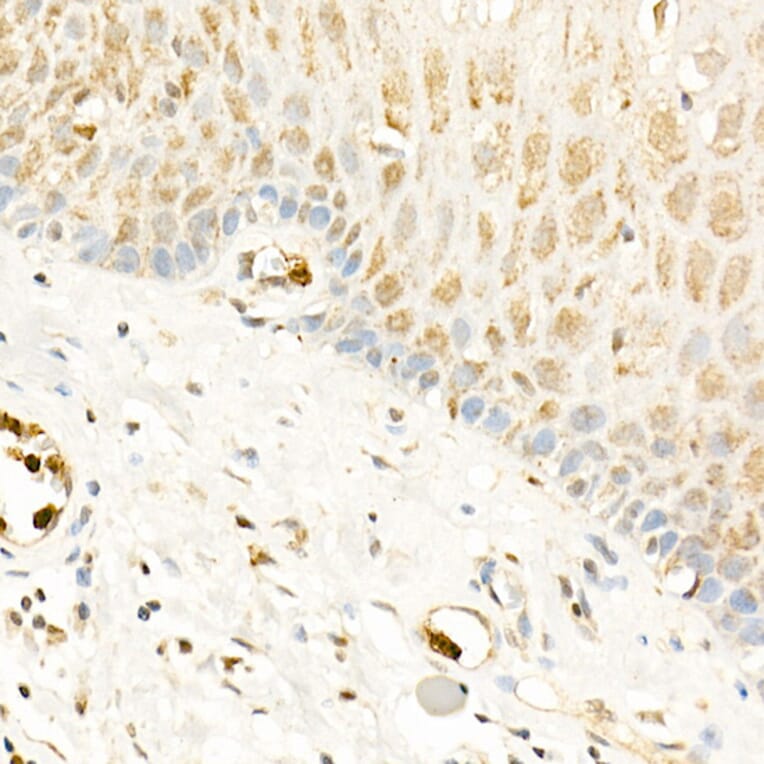 Immunohistochemistry - Anti-RGS2 Antibody (A13660) - Antibodies.com