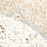 Immunohistochemistry - Anti-RGS2 Antibody (A13660) - Antibodies.com