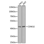 Western Blot - Anti-CK1 epsilon Antibody (A13661) - Antibodies.com
