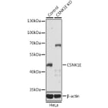 Western Blot - Anti-CK1 epsilon Antibody (A13661) - Antibodies.com