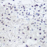 Immunohistochemistry - Anti-GADD45A Antibody (A13662) - Antibodies.com