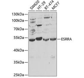 Western Blot - Anti-Estrogen Related Receptor alpha Antibody (A13663) - Antibodies.com