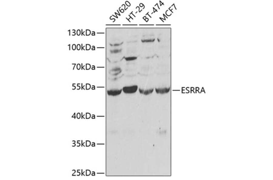 Western Blot - Anti-Estrogen Related Receptor alpha Antibody (A13663) - Antibodies.com