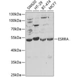 Western Blot - Anti-Estrogen Related Receptor alpha Antibody (A13663) - Antibodies.com