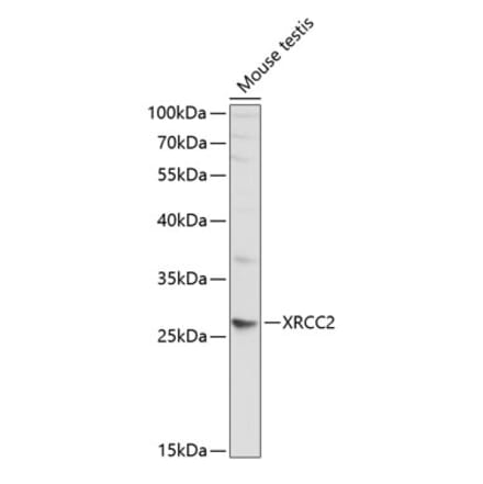 Western Blot - Anti-XRCC2 Antibody (A1800) - Antibodies.com