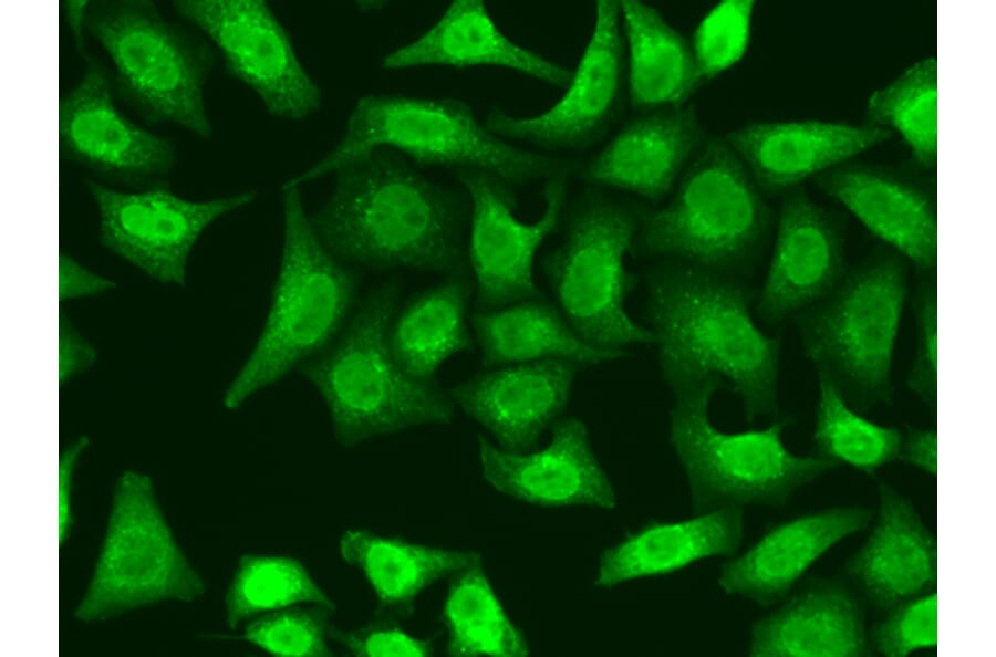 Immunofluorescence - Anti-XRCC2 Antibody (A1800) - Antibodies.com