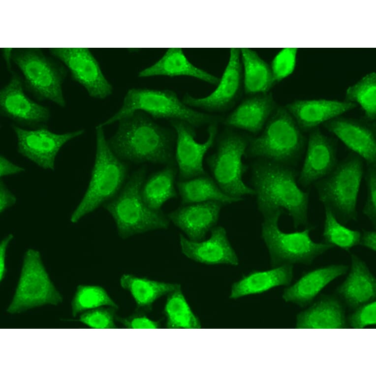Immunofluorescence - Anti-XRCC2 Antibody (A1800) - Antibodies.com