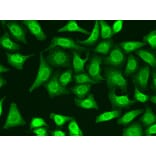Immunofluorescence - Anti-XRCC2 Antibody (A1800) - Antibodies.com