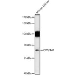 Western Blot - Anti-CYP24A1 Antibody (A13669) - Antibodies.com